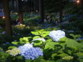 [三室戸寺][宇治市][あじさい][アジサイ][紫陽花][京都][夜][ライトアップ]