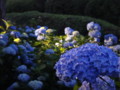 [三室戸寺][宇治市][あじさい][アジサイ][紫陽花][京都][夜][ライトアップ]