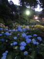 [三室戸寺][宇治市][あじさい][アジサイ][紫陽花][京都][夜][ライトアップ]