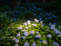 [三室戸寺][宇治市][あじさい][アジサイ][紫陽花][京都][夜][ライトアップ]