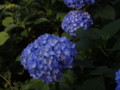 [三室戸寺][宇治市][あじさい][アジサイ][紫陽花][京都][夜][ライトアップ]