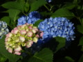 [三室戸寺][宇治市][あじさい][アジサイ][紫陽花][京都][夜][ライトアップ]