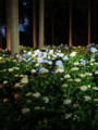 [三室戸寺][宇治市][あじさい][アジサイ][紫陽花][京都][夜][ライトアップ]