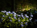 [三室戸寺][宇治市][あじさい][アジサイ][紫陽花][京都][夜][ライトアップ]