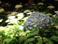 [三室戸寺][宇治市][あじさい][アジサイ][紫陽花][京都][夜][ライトアップ]