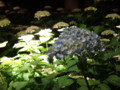 [三室戸寺][宇治市][あじさい][アジサイ][紫陽花][京都][夜][ライトアップ]