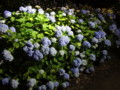 [三室戸寺][宇治市][あじさい][アジサイ][紫陽花][京都][夜][ライトアップ]