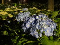 [三室戸寺][宇治市][あじさい][アジサイ][紫陽花][京都][夜][ライトアップ]