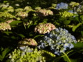 [三室戸寺][宇治市][あじさい][アジサイ][紫陽花][京都][夜][ライトアップ]