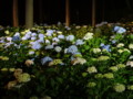 [三室戸寺][宇治市][あじさい][アジサイ][紫陽花][京都][夜][ライトアップ]