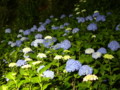 [三室戸寺][宇治市][あじさい][アジサイ][紫陽花][京都][夜][ライトアップ]