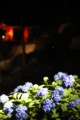 [三室戸寺][宇治市][あじさい][アジサイ][紫陽花][京都][夜][ライトアップ][kyoto][hydrangea]