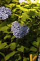 [三室戸寺][宇治市][あじさい][アジサイ][紫陽花][京都][夜][ライトアップ][kyoto][hydrangea]