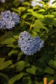 [三室戸寺][宇治市][あじさい][アジサイ][紫陽花][京都][夜][ライトアップ][kyoto][hydrangea]