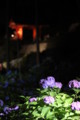 [三室戸寺][宇治市][あじさい][アジサイ][紫陽花][京都][夜][ライトアップ][kyoto][hydrangea]