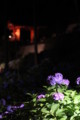 [三室戸寺][宇治市][あじさい][アジサイ][紫陽花][京都][夜][ライトアップ][kyoto][hydrangea]