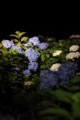 [三室戸寺][宇治市][あじさい][アジサイ][紫陽花][京都][夜][ライトアップ][kyoto][hydrangea]