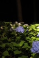 [三室戸寺][宇治市][あじさい][アジサイ][紫陽花][京都][夜][ライトアップ][kyoto][hydrangea]