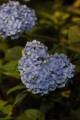 [三室戸寺][宇治市][あじさい][アジサイ][紫陽花][京都][夜][ライトアップ][kyoto][hydrangea]