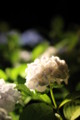 [三室戸寺][宇治市][あじさい][アジサイ][紫陽花][京都][夜][ライトアップ][kyoto][hydrangea]