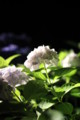 [三室戸寺][宇治市][あじさい][アジサイ][紫陽花][京都][夜][ライトアップ][kyoto][hydrangea]