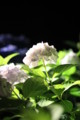 [三室戸寺][宇治市][あじさい][アジサイ][紫陽花][京都][夜][ライトアップ][kyoto][hydrangea]