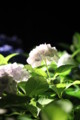 [三室戸寺][宇治市][あじさい][アジサイ][紫陽花][京都][夜][ライトアップ][kyoto][hydrangea]