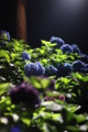 [三室戸寺][宇治市][あじさい][アジサイ][紫陽花][京都][夜][ライトアップ][kyoto][hydrangea]