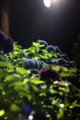 [三室戸寺][宇治市][あじさい][アジサイ][紫陽花][京都][夜][ライトアップ][kyoto][hydrangea]