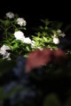 [三室戸寺][宇治市][あじさい][アジサイ][紫陽花][京都][夜][ライトアップ][kyoto][hydrangea]