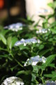 [三室戸寺][宇治市][あじさい][アジサイ][紫陽花][京都][夜][ライトアップ][kyoto][hydrangea]