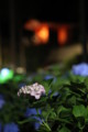 [三室戸寺][宇治市][あじさい][アジサイ][紫陽花][京都][夜][ライトアップ][kyoto][hydrangea]