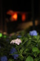 [三室戸寺][宇治市][あじさい][アジサイ][紫陽花][京都][夜][ライトアップ][kyoto][hydrangea]