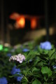 [三室戸寺][宇治市][あじさい][アジサイ][紫陽花][京都][夜][ライトアップ][kyoto][hydrangea]