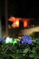 [三室戸寺][宇治市][あじさい][アジサイ][紫陽花][京都][夜][ライトアップ][kyoto][hydrangea]