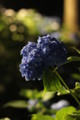 [三室戸寺][宇治市][あじさい][アジサイ][紫陽花][京都][夜][ライトアップ][kyoto][hydrangea]