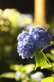 [三室戸寺][宇治市][あじさい][アジサイ][紫陽花][京都][夜][ライトアップ][kyoto][hydrangea]