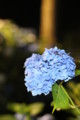 [三室戸寺][宇治市][あじさい][アジサイ][紫陽花][京都][夜][ライトアップ][kyoto][hydrangea]