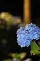 [三室戸寺][宇治市][あじさい][アジサイ][紫陽花][京都][夜][ライトアップ][kyoto][hydrangea]