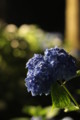 [三室戸寺][宇治市][あじさい][アジサイ][紫陽花][京都][夜][ライトアップ][kyoto][hydrangea]