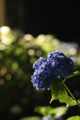 [三室戸寺][宇治市][あじさい][アジサイ][紫陽花][京都][夜][ライトアップ][kyoto][hydrangea]