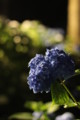 [三室戸寺][宇治市][あじさい][アジサイ][紫陽花][京都][夜][ライトアップ][kyoto][hydrangea]