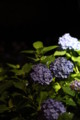 [三室戸寺][宇治市][あじさい][アジサイ][紫陽花][京都][夜][ライトアップ][kyoto][hydrangea]