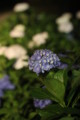 [三室戸寺][宇治市][あじさい][アジサイ][紫陽花][京都][夜][ライトアップ][kyoto][hydrangea]