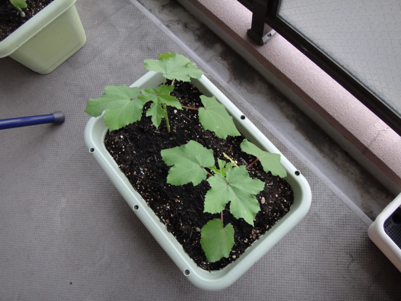 [ベランダ菜園][オクラ][okra]