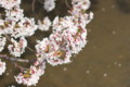 [桜][京都][鴨川][京都市]