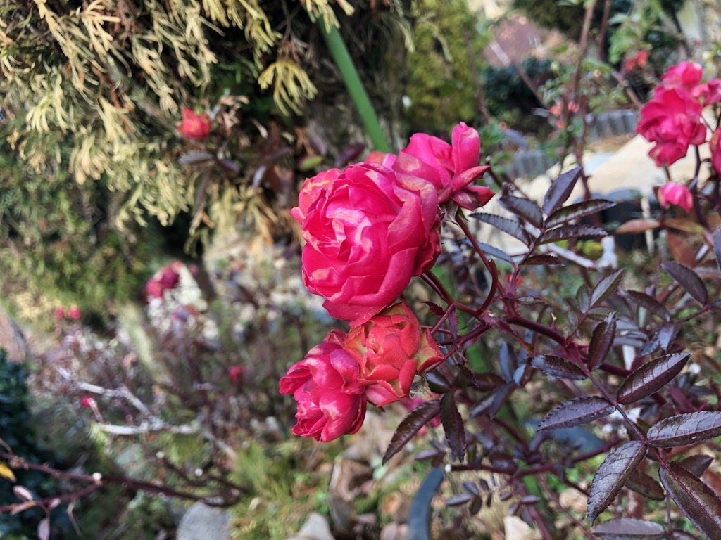 f:id:trip_note:20181230110242j:plain f:id:trip_note:20181230110242j:plain