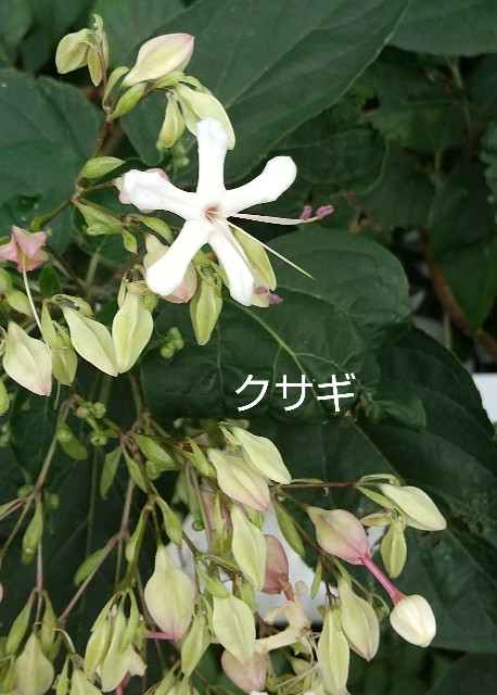 f:id:triple888:20230726094943j:image