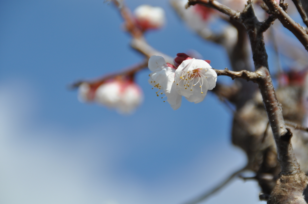 f:id:trkage:20190323203747j:plain f:id:trkage:20190323203747j:plain
