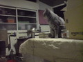[ねこ]ねこ１